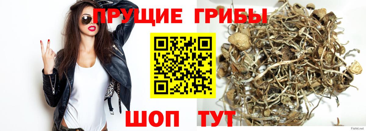 Псилоцибиновые грибы GOLDEN TEACHER Жуковский
